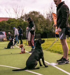 Dog Fixation of Feet – Melbourne Dog Trainers –