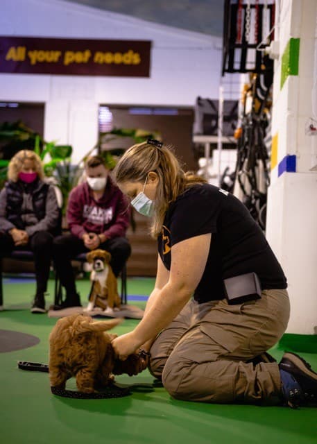 Puppy Schools Melbourne – Melbourne Dog Trainers