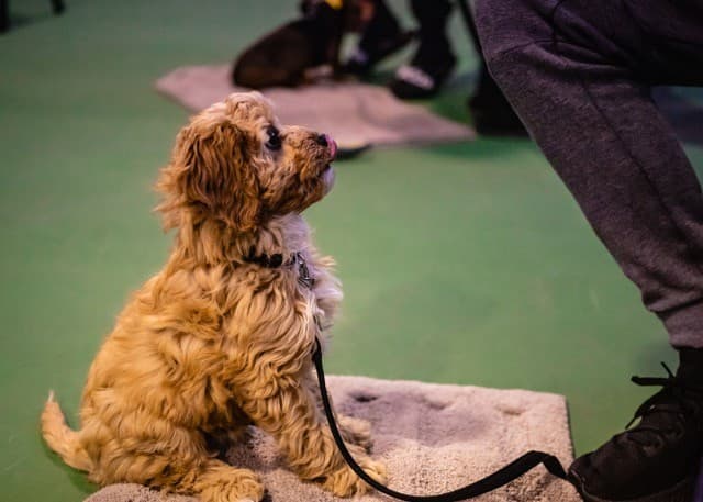 Puppy Schools Melbourne – Melbourne Dog Trainers