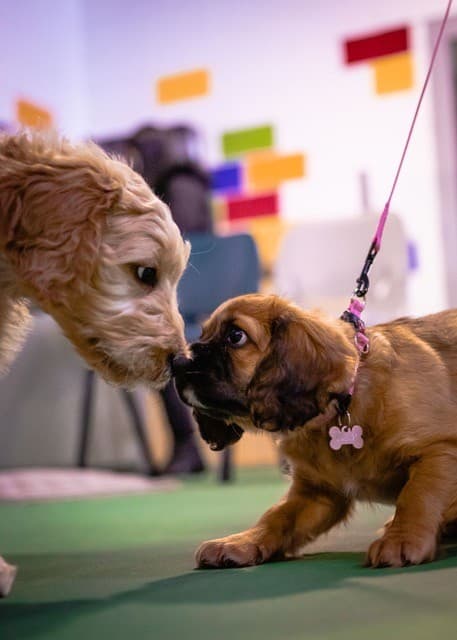 Puppy Schools Melbourne – Melbourne Dog Trainers