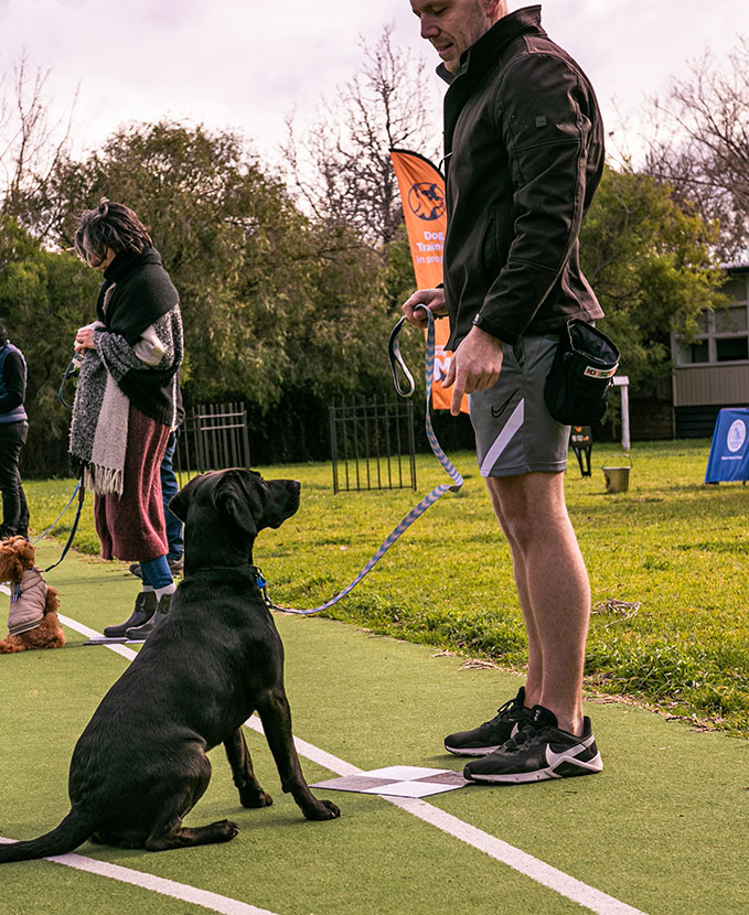 Homepage – Melbourne Dog Trainers