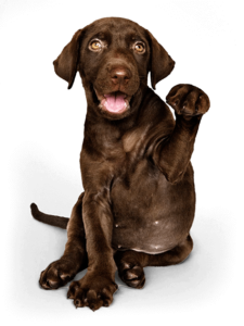 Dog Fixation of Feet – Melbourne Dog Trainers –