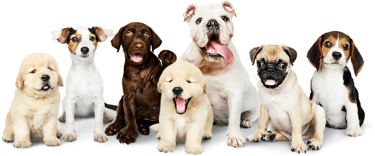 Puppy Schools Melbourne – Melbourne Dog Trainers