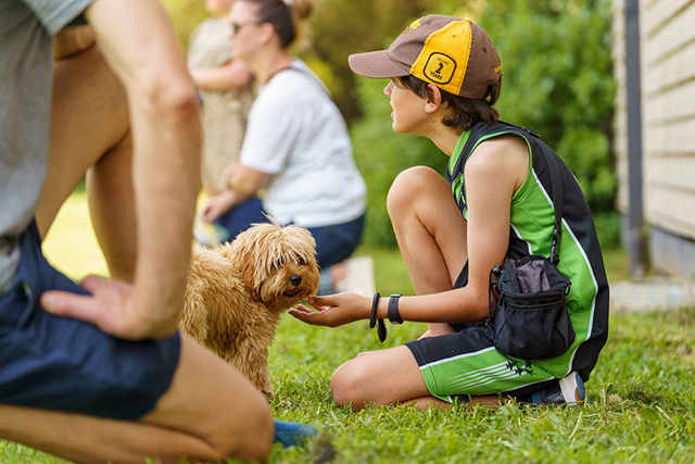 Adolescent Dog Classes for Manners & Play Etiquette - MDT