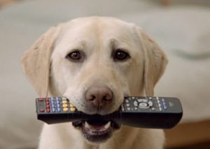 Teach to Give - Dog with Remote Control in his Mouth