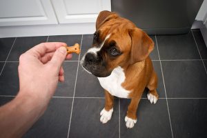 Giving your dog a treat for good behaviour