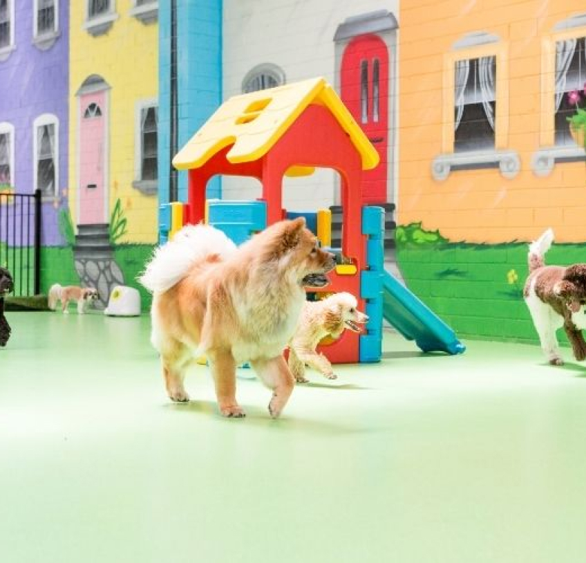 Puppy School Burwood Melbourne - The Dog Dazzlers