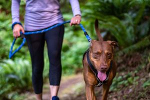 Dog Exercise and Physical Activity