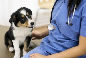 Regular Veterinary Care and Check-Ups