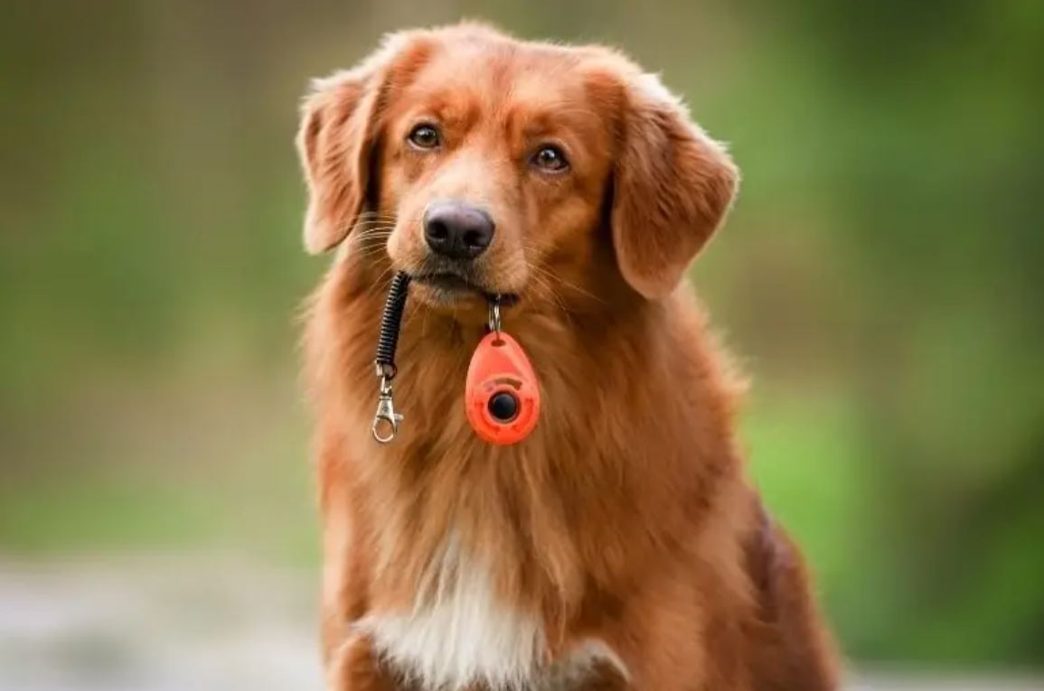 Surrey Hills Dog Training School &ndash; Melbourne Dog Trainers &ndash;