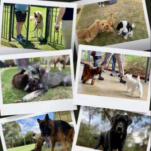 Dog Training and Dog Socialisation