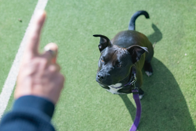 Adolescent Classes – Melbourne Dog Trainers –