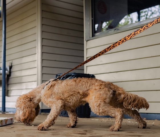 Adolescent Classes – Melbourne Dog Trainers –