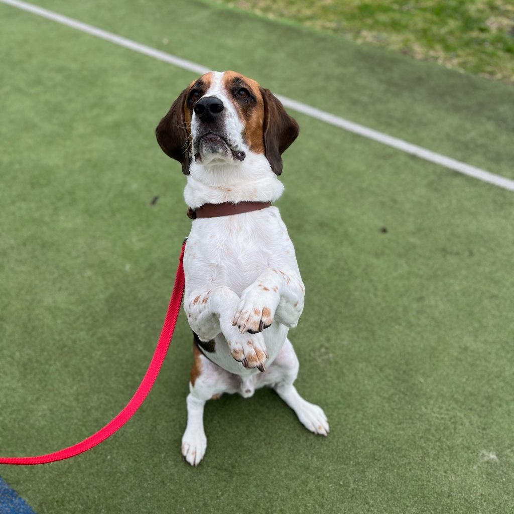 Dog Trainer Melbourne