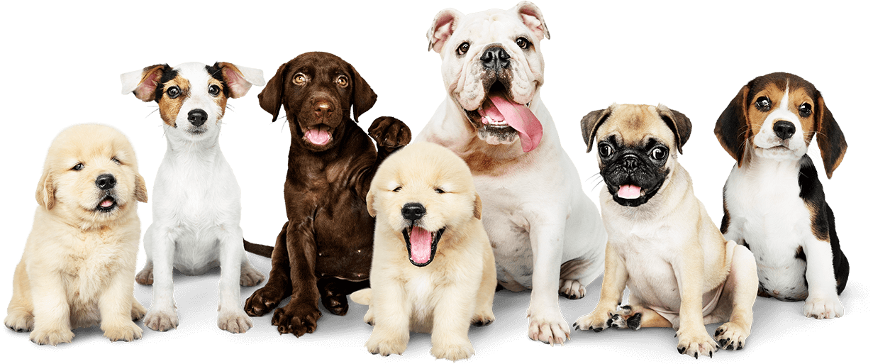 Puppy School Melbourne &ndash; Melbourne Dog Trainers &ndash;